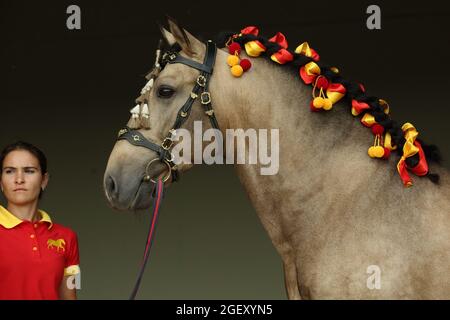 Andalusian horse portrait against dark stable background Stock Photo