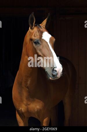Young aristocratic bay stallion of Akhal Teke horse breed from Turkmenistan, in dark stable Stock Photo