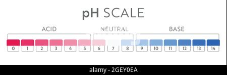 pH Value scale chart. Acid-base balance infographic. Education Poster Stock Vector