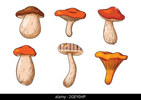 Forest Mushroom Set. Collection of hand drawn edible mushrooms. White mushroom, russula, boletus, chanterelle. Vector illustration for logo, menu, print, sticker, design and decoration. Premium Vector Stock Vector