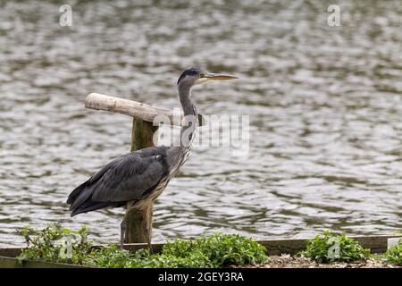 Grey heron (Ardea cinerea) large wading bird with long legs, neck and long sharp yellow dagger like bill. White neck and head black markings Stock Photo