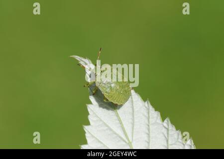 Green Bug On Raspberry Green Shield bug on raspberry leaf Stock Photo - Alamy