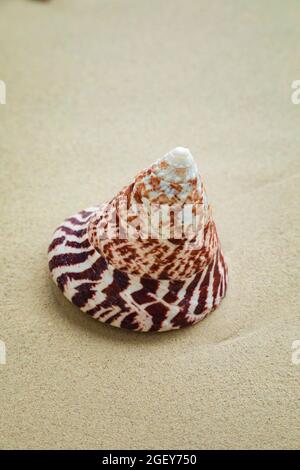 A lovely spiral conical shell, with a tabby drawing, lying on the sand on a beach, Friwin Island, Raja Ampat, West Papua, Indonesia Stock Photo