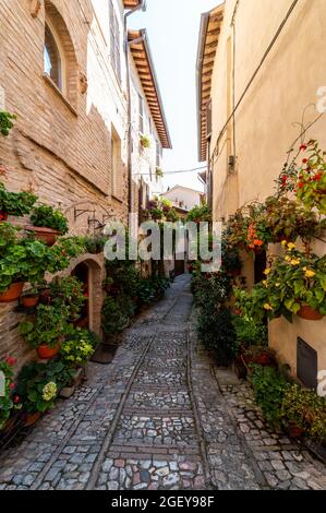 alley with flowers typical of the town of Spello Stock Photo