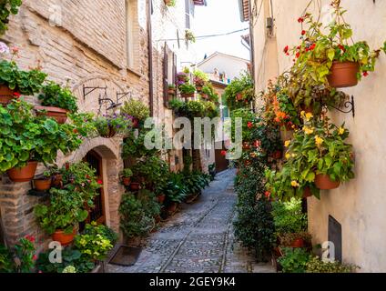 alley with flowers typical of the town of Spello Stock Photo