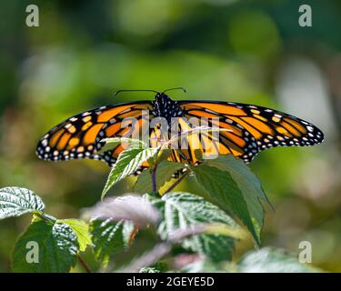 Monarch Butterfly sipping or drinking nectar from a plant with a blur green background in its environment and habitat surrounding. Stock Photo