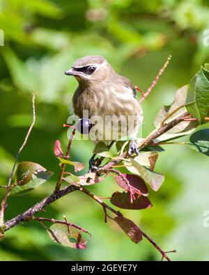 Waxwing juvenile bird perched eating wild berry fruits in its environment and habitat surrounding. Cedar Waxwing Bird Stock Photo and Image. Stock Photo