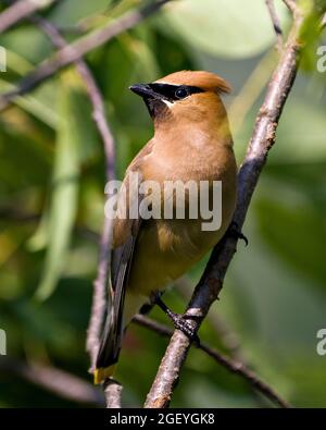 Cedar Waxwing close-up perched on tree branch with green blur leaves background displaying beautiful feather plumage in its environment and habitat. Stock Photo