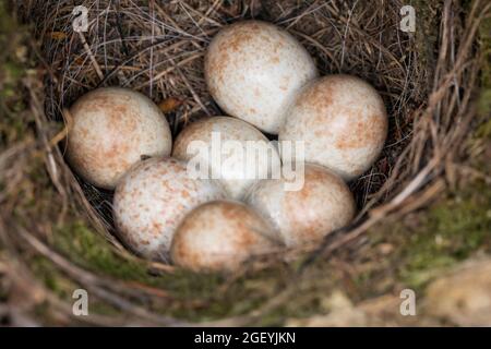 Rotkehlchen, Nest, Gelege, Eier, Ei, Erithacus rubecula, robin, European robin, robin redbreast, nest, eggs, egg, Le Rouge-gorge familier Stock Photo