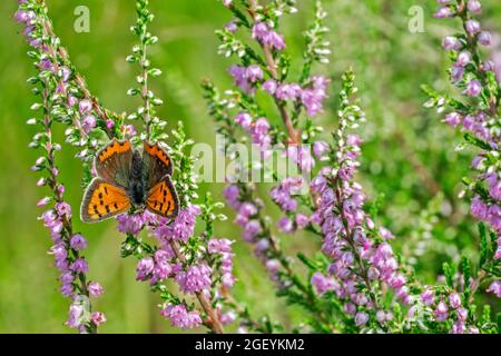 Small copper / American copper / common copper (Lycaena phlaeas) gossamer-winged butterfly on common heather (Calluna vulgaris) in summer Stock Photo