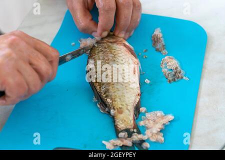 woman cleaning freshly caught wild fish at home, crucian carp Stock Photo -  Alamy