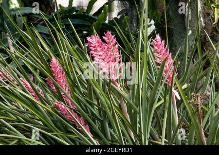 Sydney Australia, aechmea distichantha plants with pink flowers Stock Photo
