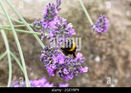 Bumblebee feeding on a lavender flower, shown in close‑up with fine detail and a soft garden background capturing a natural moment of pollination. Stock Photo