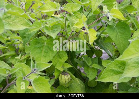 Goldenberry or Cape gooseberry plants with hairy leaves, yellow flowers and immature fruits in green calyx. Physalis peruviana. Stock Photo
