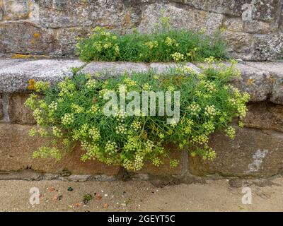 Crithmum maritimum flowers. Rock samphire or sea fennel edible wild plant. Stock Photo