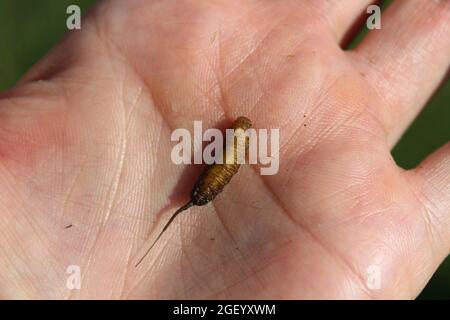 rat-tailed maggot in a hand Stock Photo