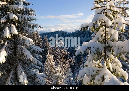 Aerial winter landscape with spruse trees of snow covered forest in cold mountains in the evening. Stock Photo