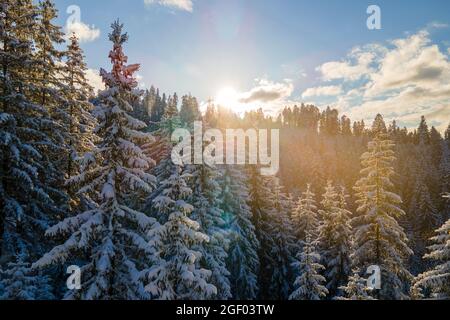 Aerial winter landscape with spruse trees of snow covered forest in cold mountains in the evening. Stock Photo