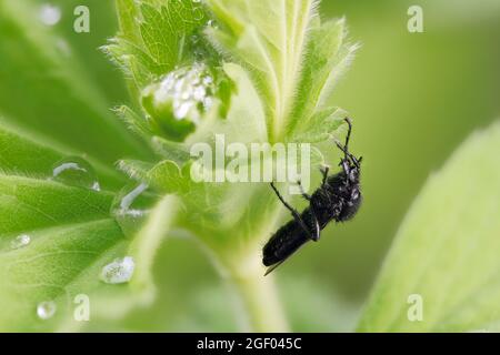 Macro of a black march fly (bibio marci) on a grean leaf Stock Photo