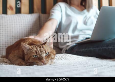 Flexible hours and remote work, Domestic cat lies on the bed, woman using laptop to work, lying in the bedroom, at home Stock Photo