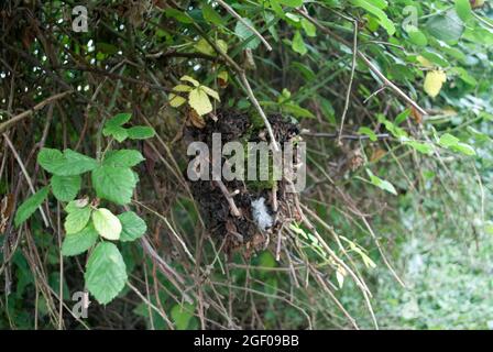 old birds nest in hedge beside path Stock Photo