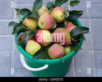 Ripe organic red pears with leaves in a green bucket outdoors