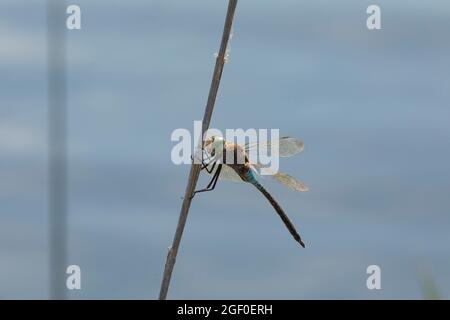 A dragonfly rests on the branch of a reed, in the Prat de Cabanes Natural Park, Torreblanca, Castellon, Spain Stock Photo