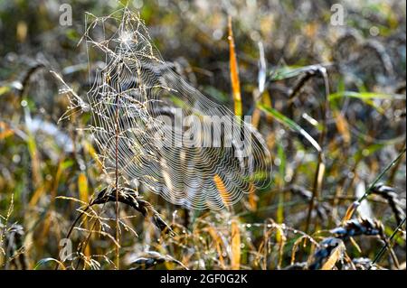 dew on a cobweb early morning in august Stock Photo