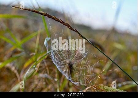 dew on a cobweb early morning in august Stock Photo