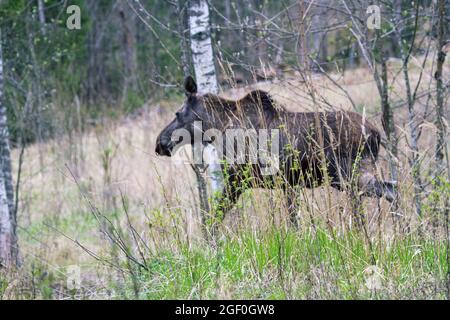 Moose mother of two moose calves runs across the overgrown forest road, edge of the forest. Mid May in the northern boreal forests as the calving time Stock Photo