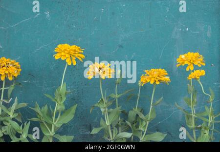 Golden yellow Zinnia flowers against scratched grunge vintage old teal green, pastel blue of wooden door, wall, balcony background. Panoramic. Stock Photo