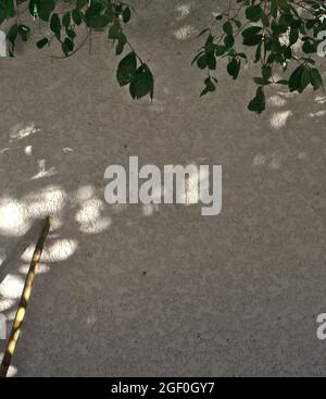 Green leaves and twigs drop against wall with shadow silhouette and sunlight overlay on white grunge concrete wall texture abstract background. Stock Photo