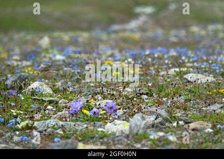 Centaury and Eritrнchium dominate in meadow communities. The upper limit of the Alpine meadow, gravelly semi-desert, southern slope. Elbrus region, Ca Stock Photo