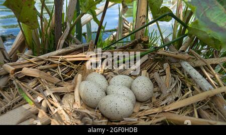 Bird's Nest Guide. Nidology. European coot (Fulica atra) nest on a eutrophied lake with an abundance of cattails Stock Photo