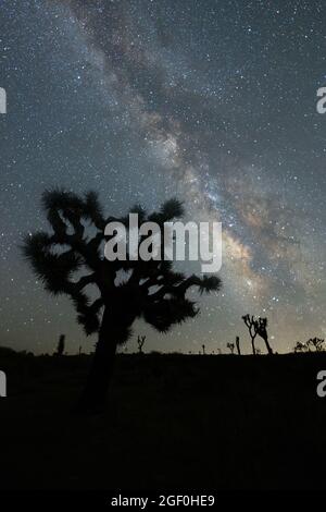 Milky way over Joshua Trees in Joshua Tree National Park Stock Photo ...