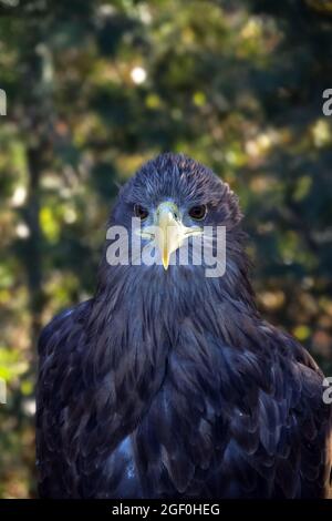 Adults White-tailed eagle (Haliaeetus albicilla) portrait Stock Photo
