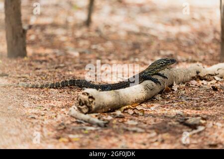 Baby Komodo dragon leaning on the log  Stock Photo