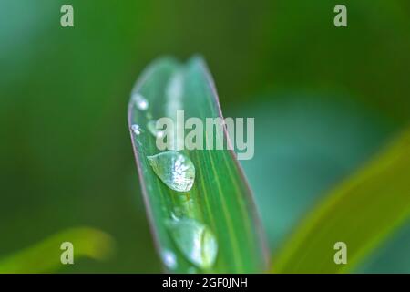 Green leaves on the glittering and translucent dewdrop Stock Photo
