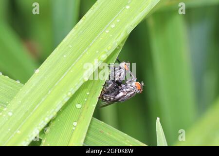 A pair of flesh flies (Sarcophagidae) are mating atop a wet blade of grass. Stock Photo