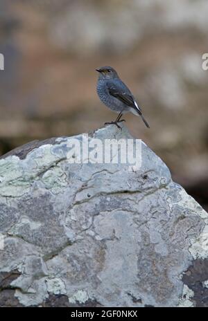 Plumbeous Water-redstart (Phoenicurus fuliginosus fuliginosus) adult female standing on rock Doi Inthanon NP, Thailand        November Stock Photo