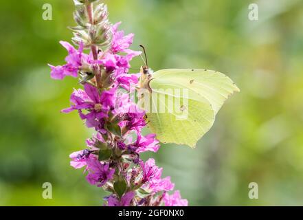 Male Brimstone (Gonepteryx rhamni) feeding on Purple Loosestrife Stock Photo