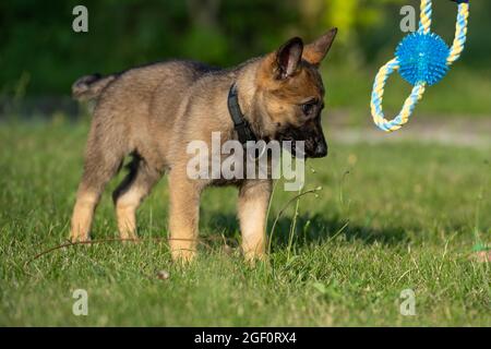 Toy german hot sale shepherd breed