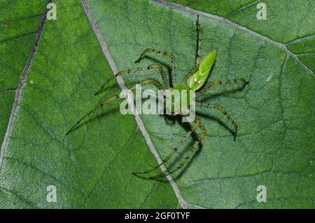 Green Lynx Spider, Peucetia viridans Stock Photo