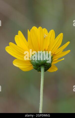 Stiff Sunflower, Helianthus pauciflorus Stock Photo