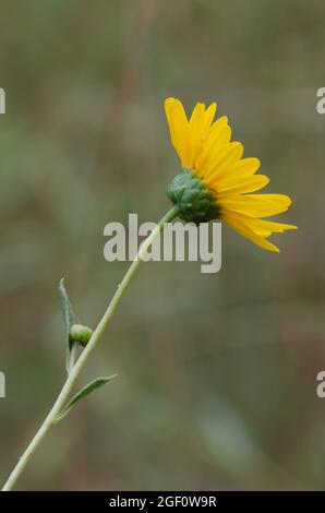 Stiff Sunflower, Helianthus pauciflorus Stock Photo