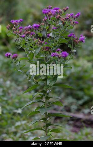 Baldwin's Ironweed, Vernonia baldwinii Stock Photo