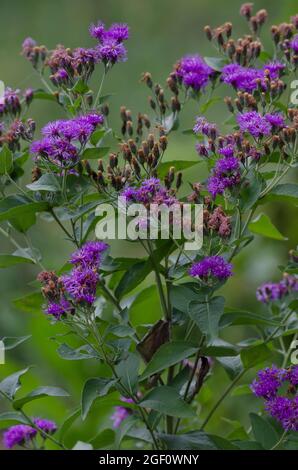 Baldwin's Ironweed, Vernonia baldwinii Stock Photo