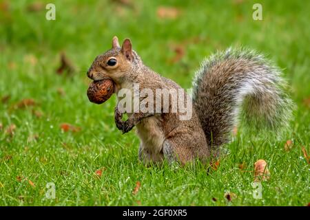 squirrel with an acorn in its mouth sat on grass in Mote Park, Maidstone, Kent, UK Stock Photo