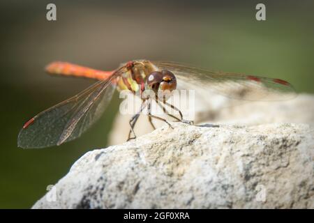Ruddy Darter dragonfly sat on a rock Stock Photo
