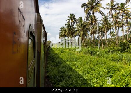 Beautiful green landscape dotted with coconut trees near Verna as seen from train while travelling on Konkan Railway during monsoon in Goa, India Stock Photo